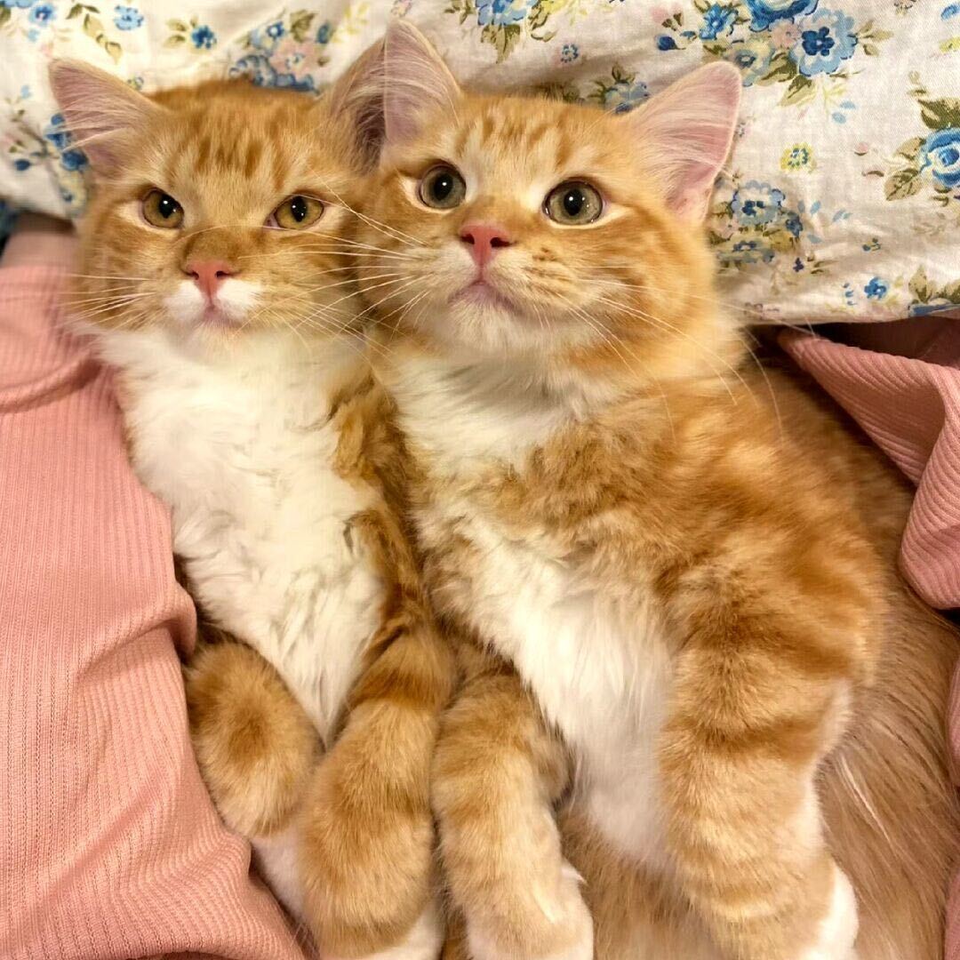 aaaaiki