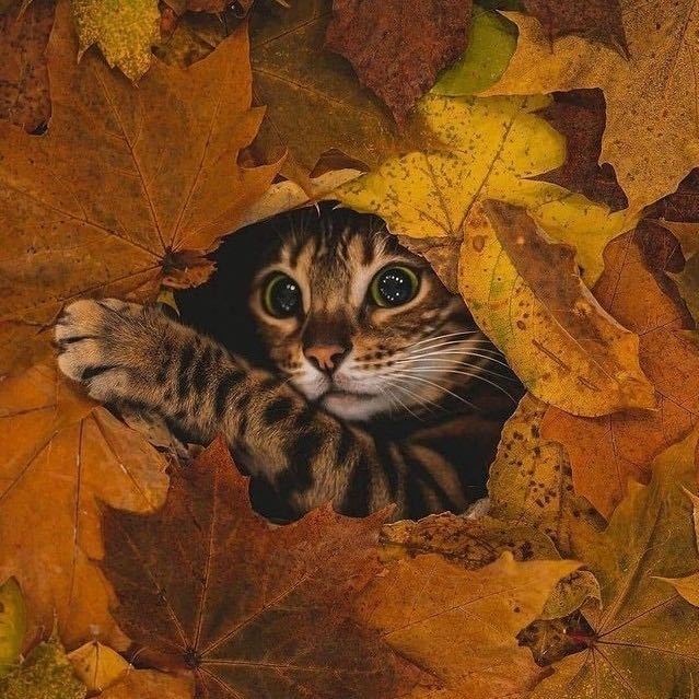若幻