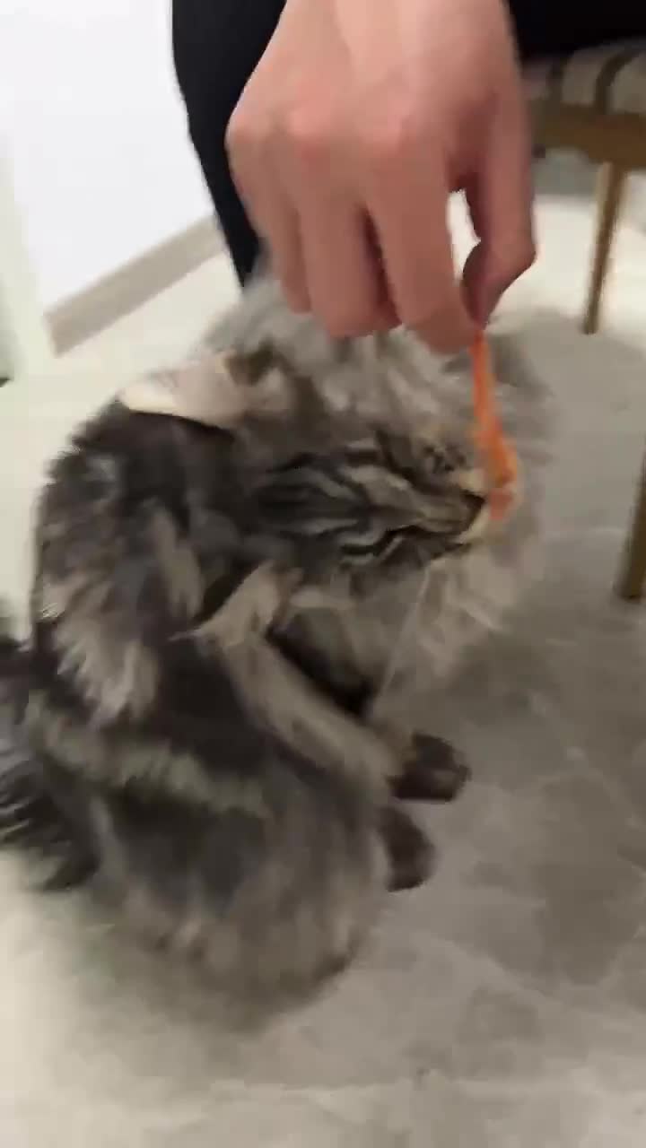 吃点三文鱼