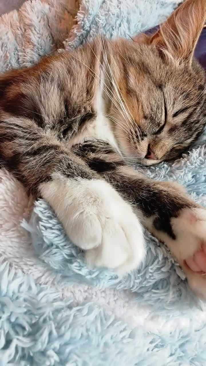 给我的小猫找个男盆友find a bf for my cat