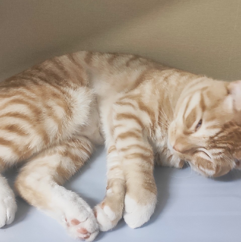 猫掌柜