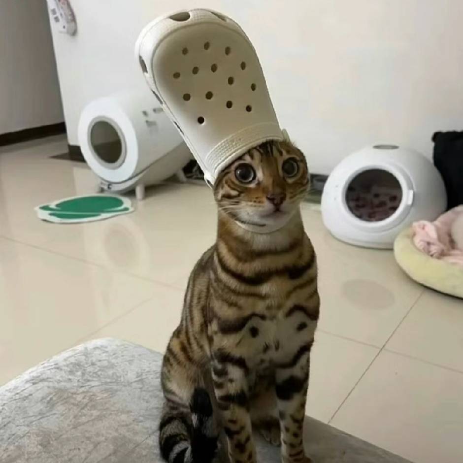 它就只吃猪草