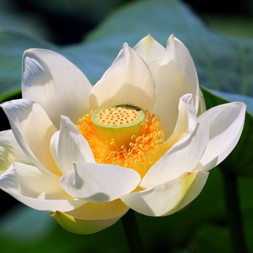 老友记（刘春友）