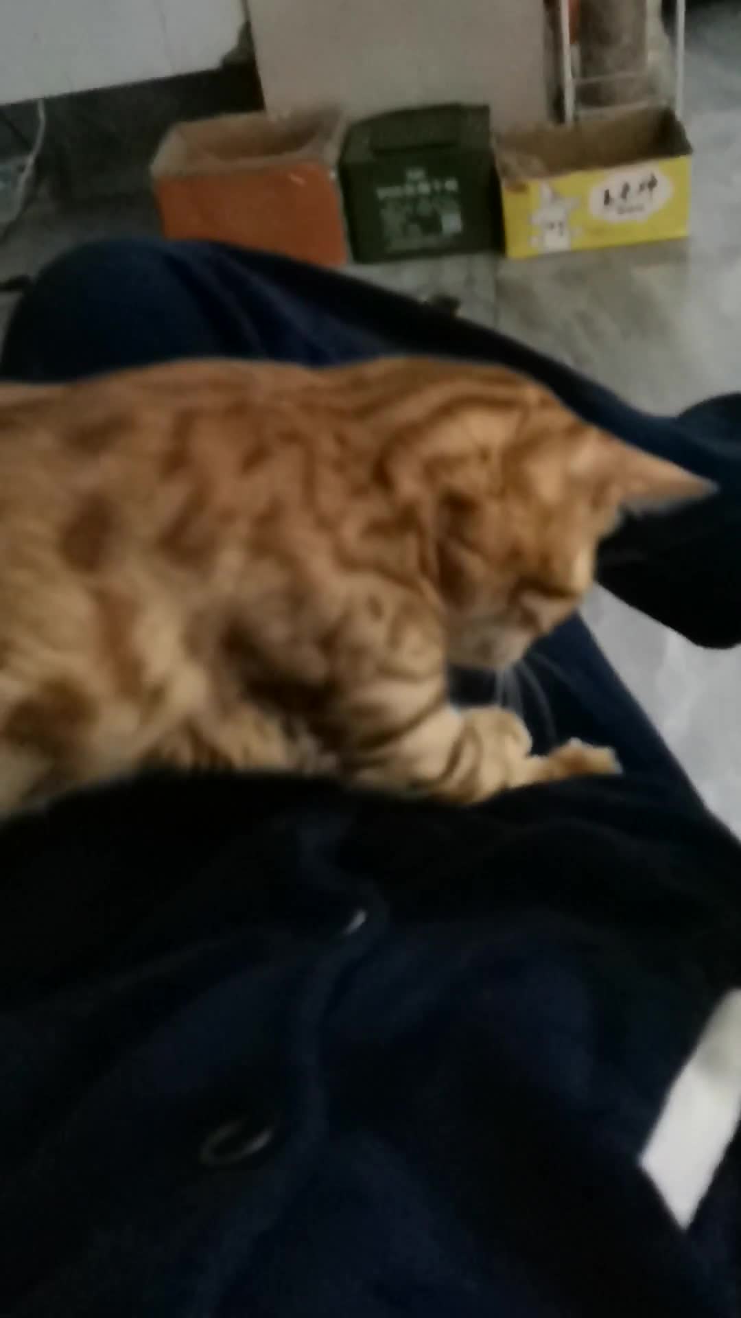 我正在工作，不要打扰我！My Massage girl 🐈