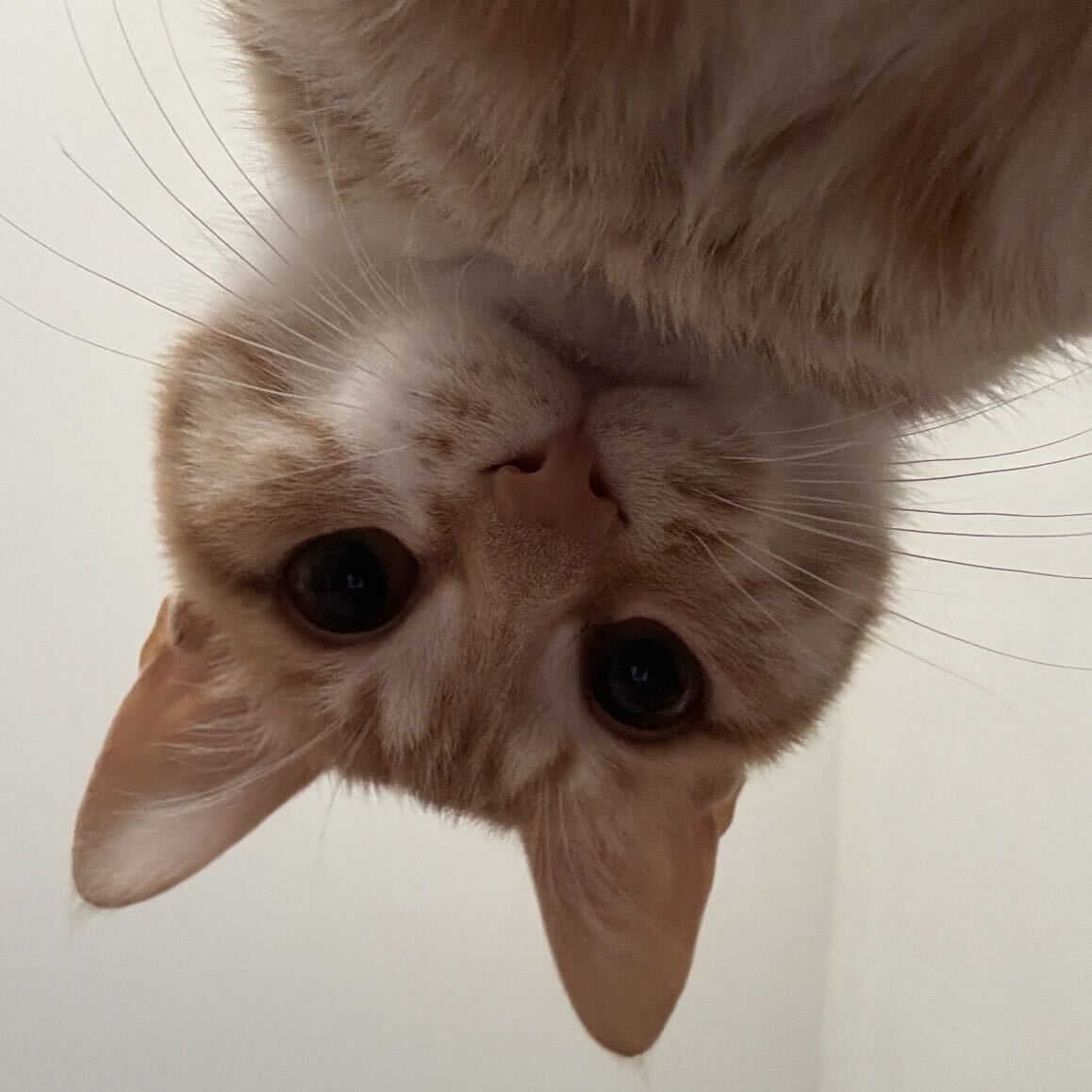 馫馫