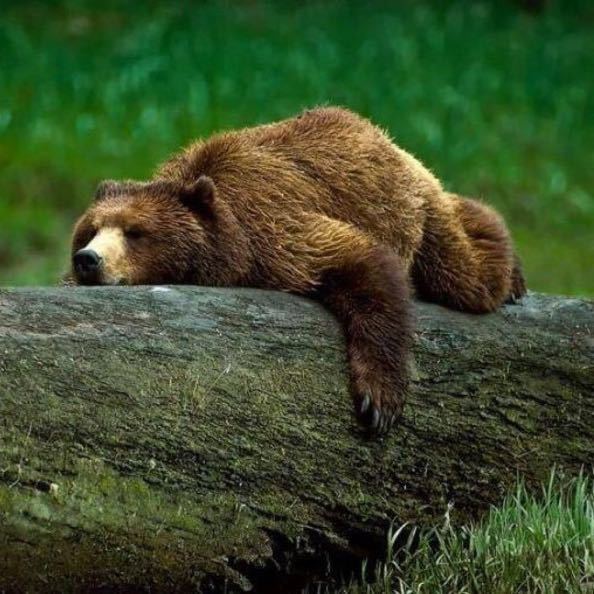 🐻出没ing