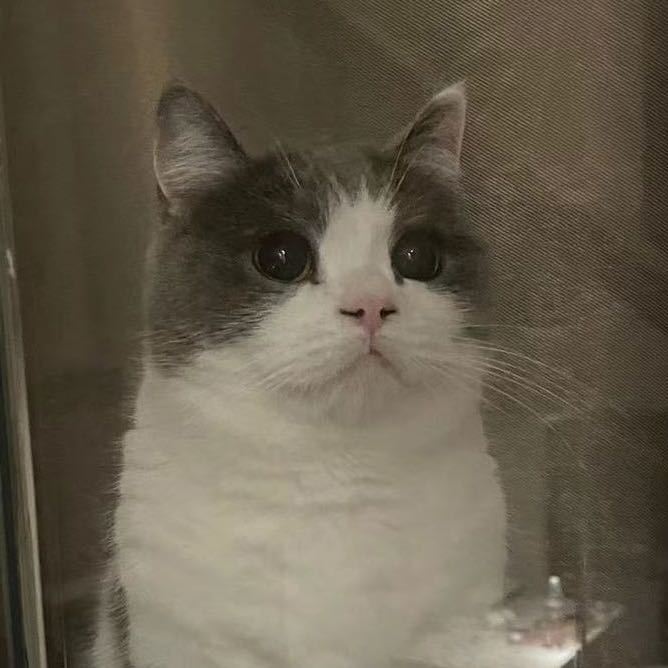 Suni