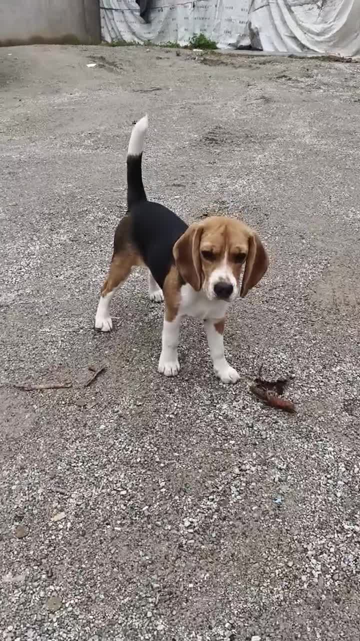 精神小狗🐕