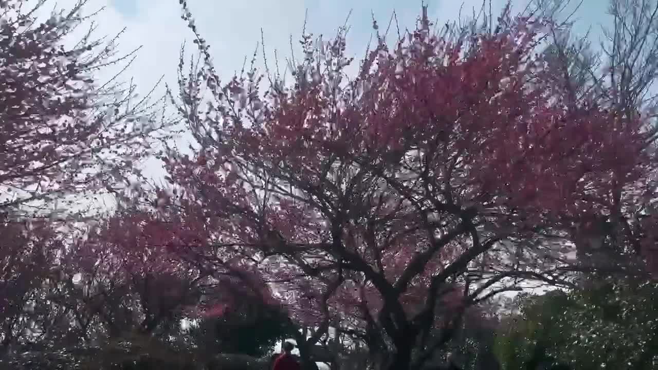 又到赏梅的时节🌺