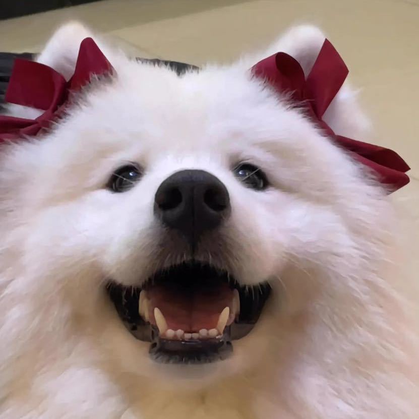 爱小狗