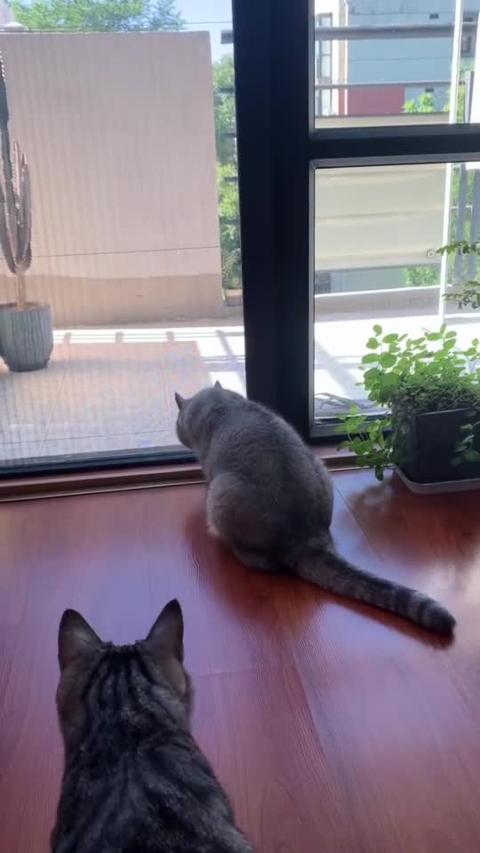 越狱