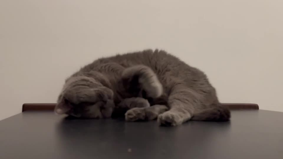  猫咪  昏迷的杰西