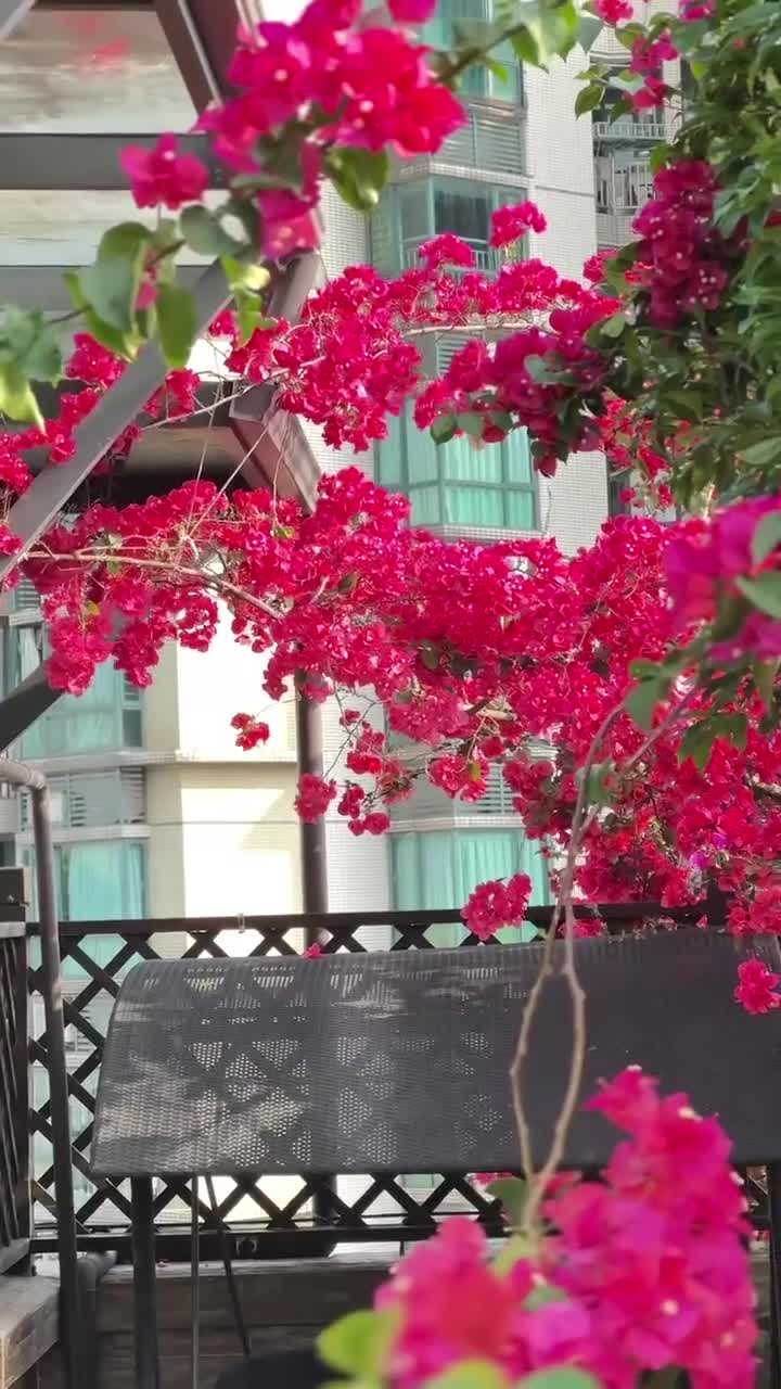 房东的楼顶花园