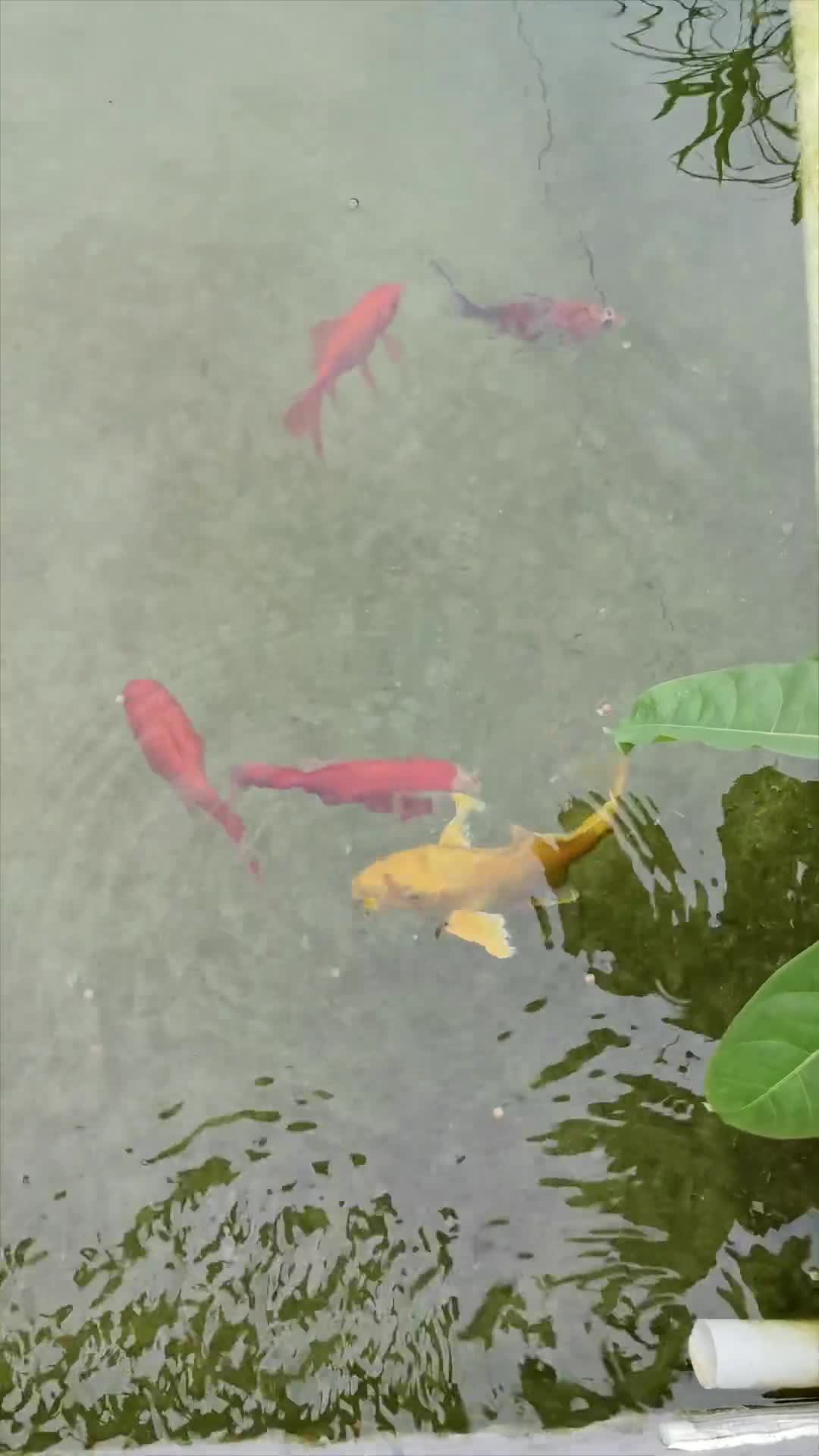 性价比挻高嘛，月租不超过1200居住的房