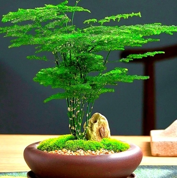 雨晨