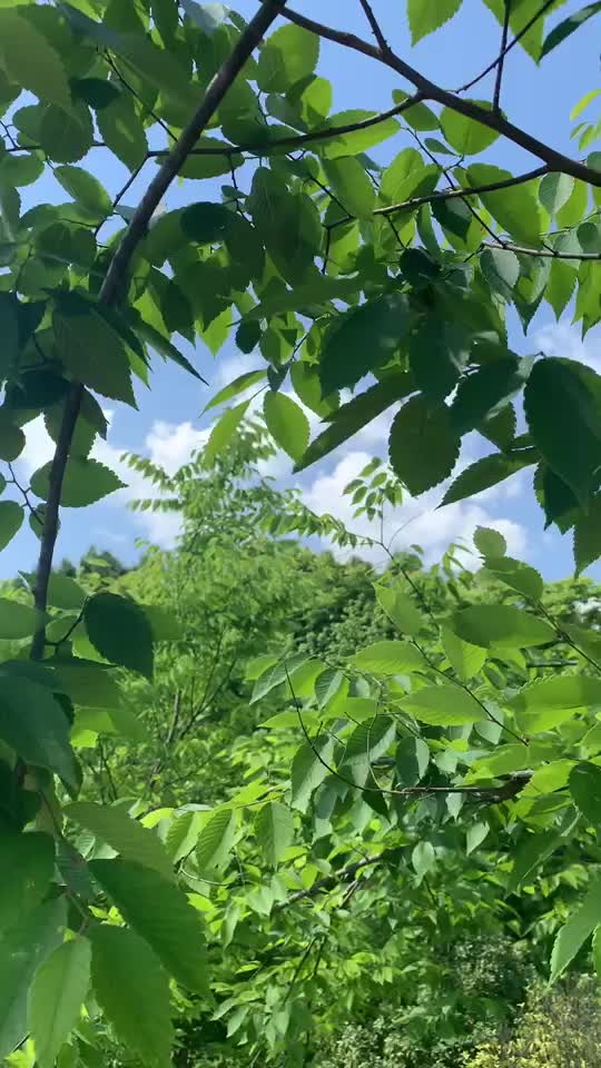 是不是要立夏了