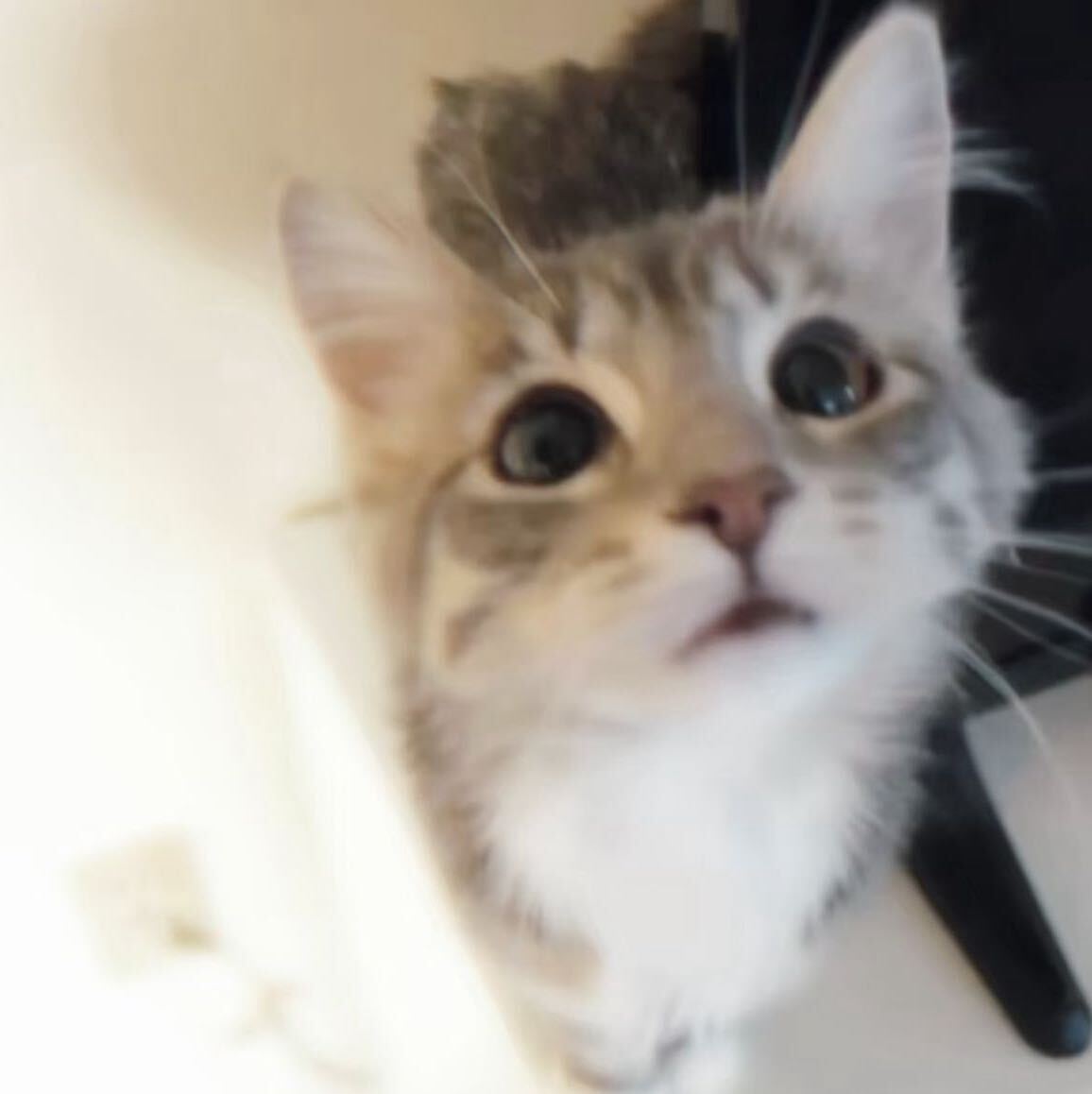 椰总