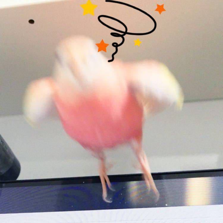 保温杯里是冰可乐