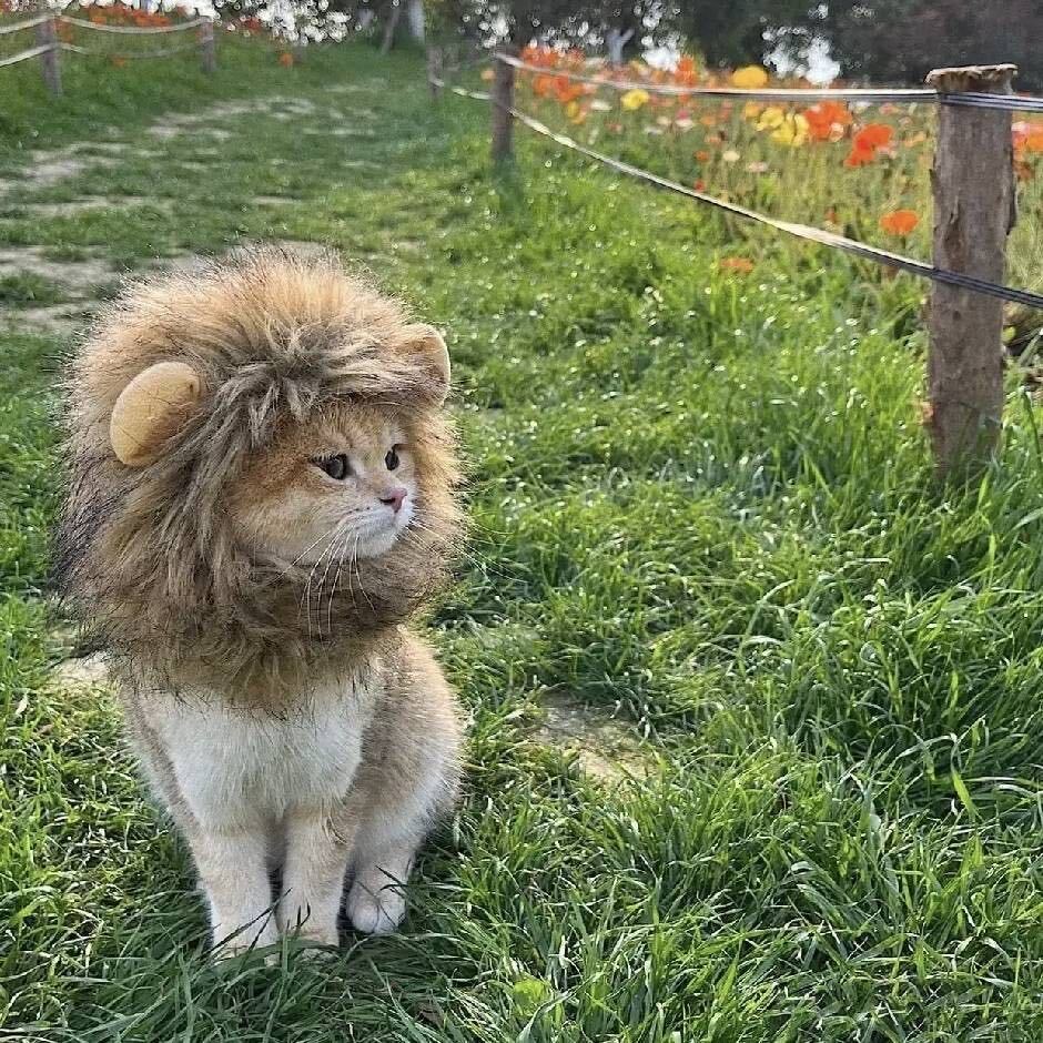 狮齐.
