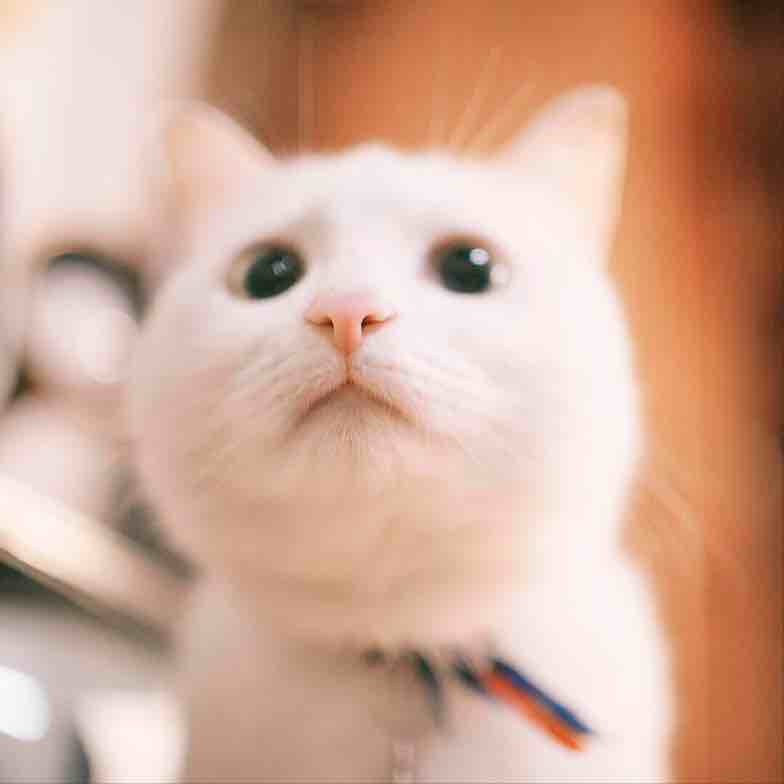 欧若拉