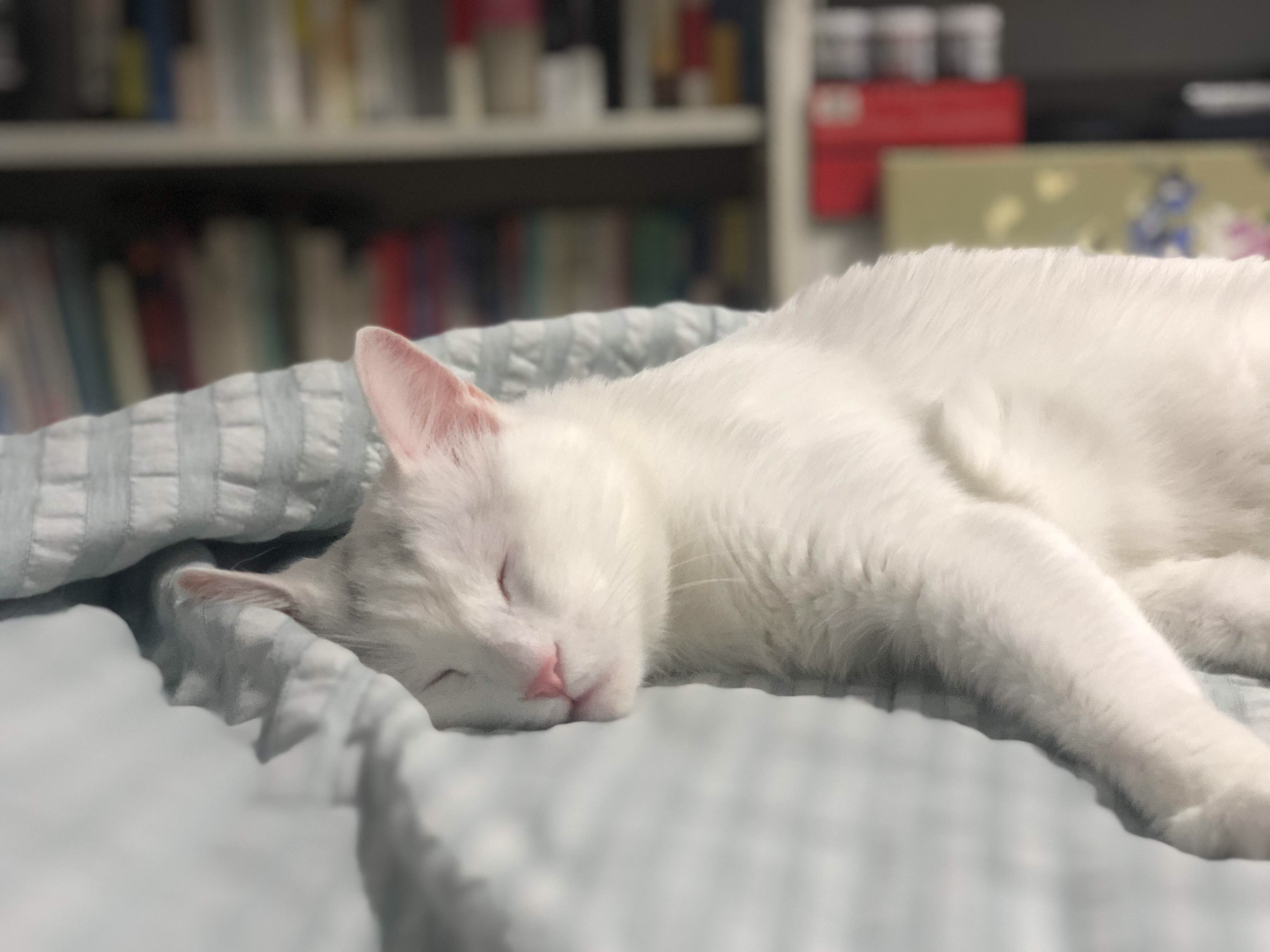 Chloe