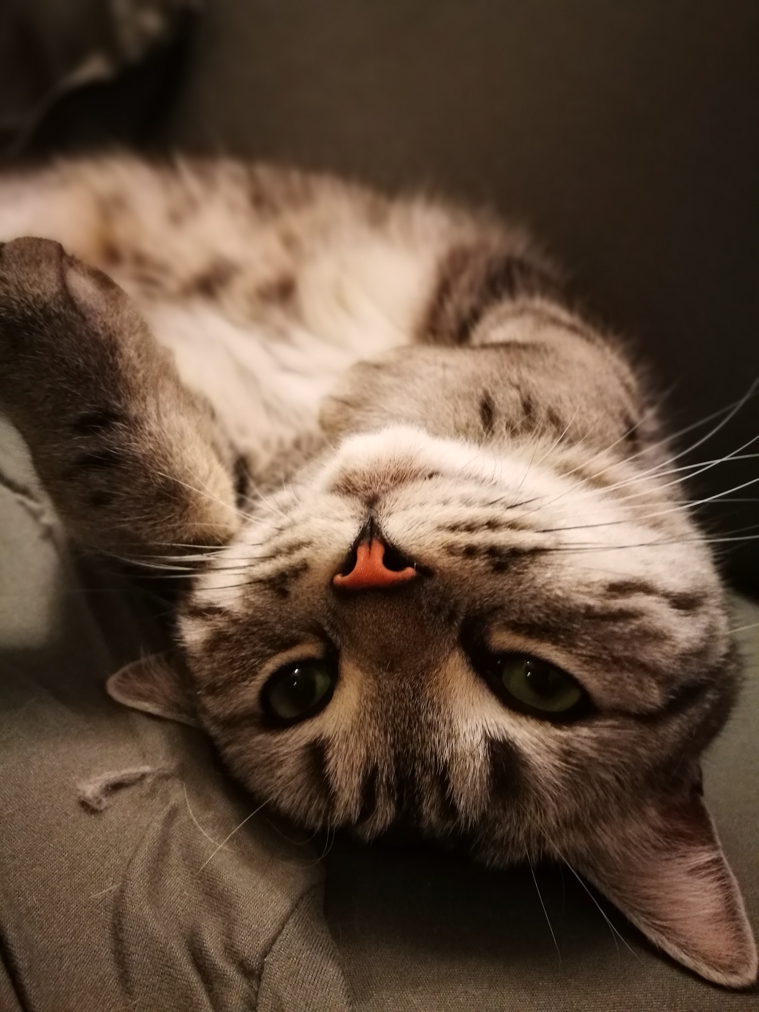 小明