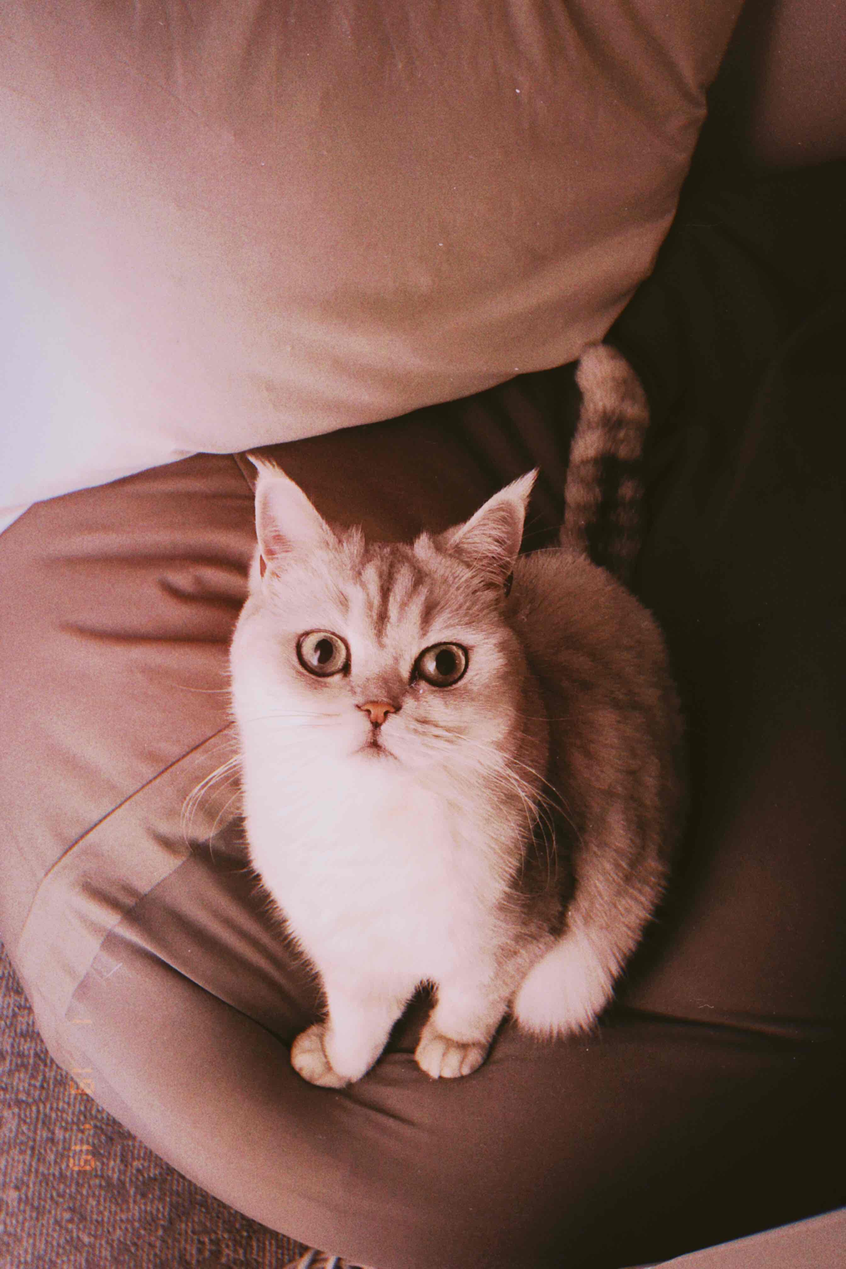 Ayla