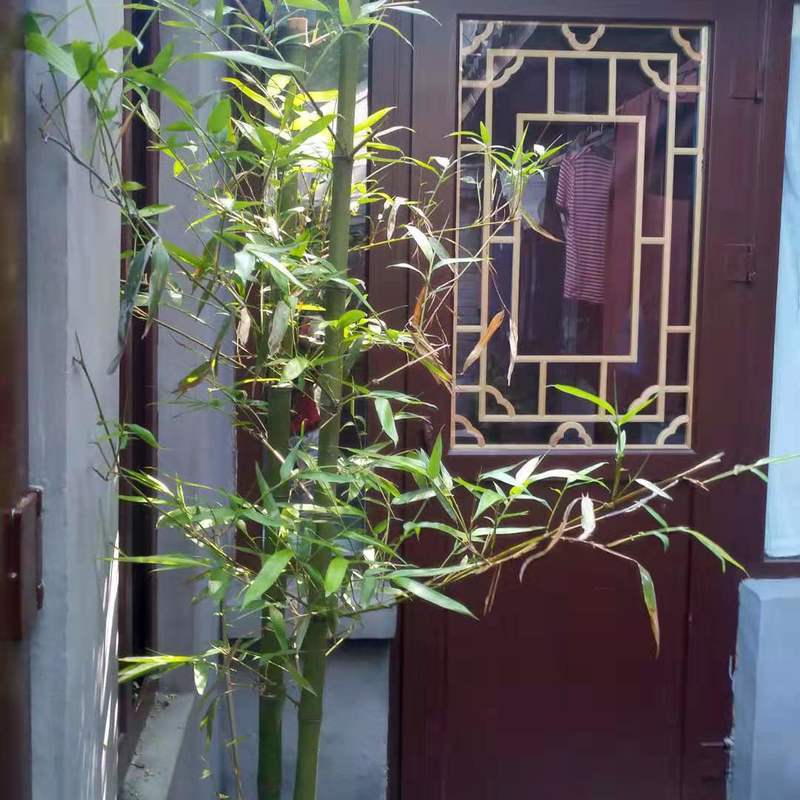 Beijing-Dongcheng-Hutong Yard,🏠,Long & Short Term,Short Term,Single Apartment,LGBTQ Friendly,Pet Friendly