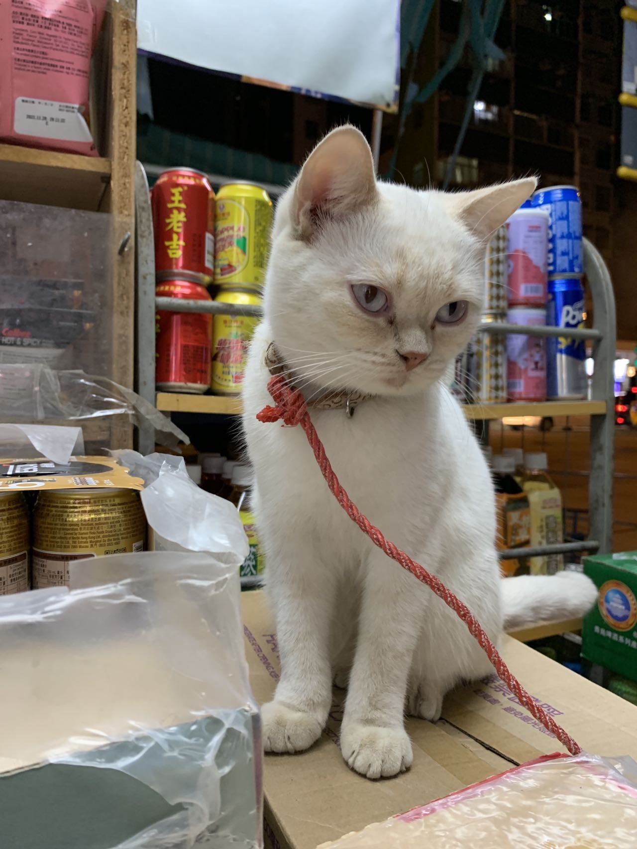 家附近的小猫咪🐱