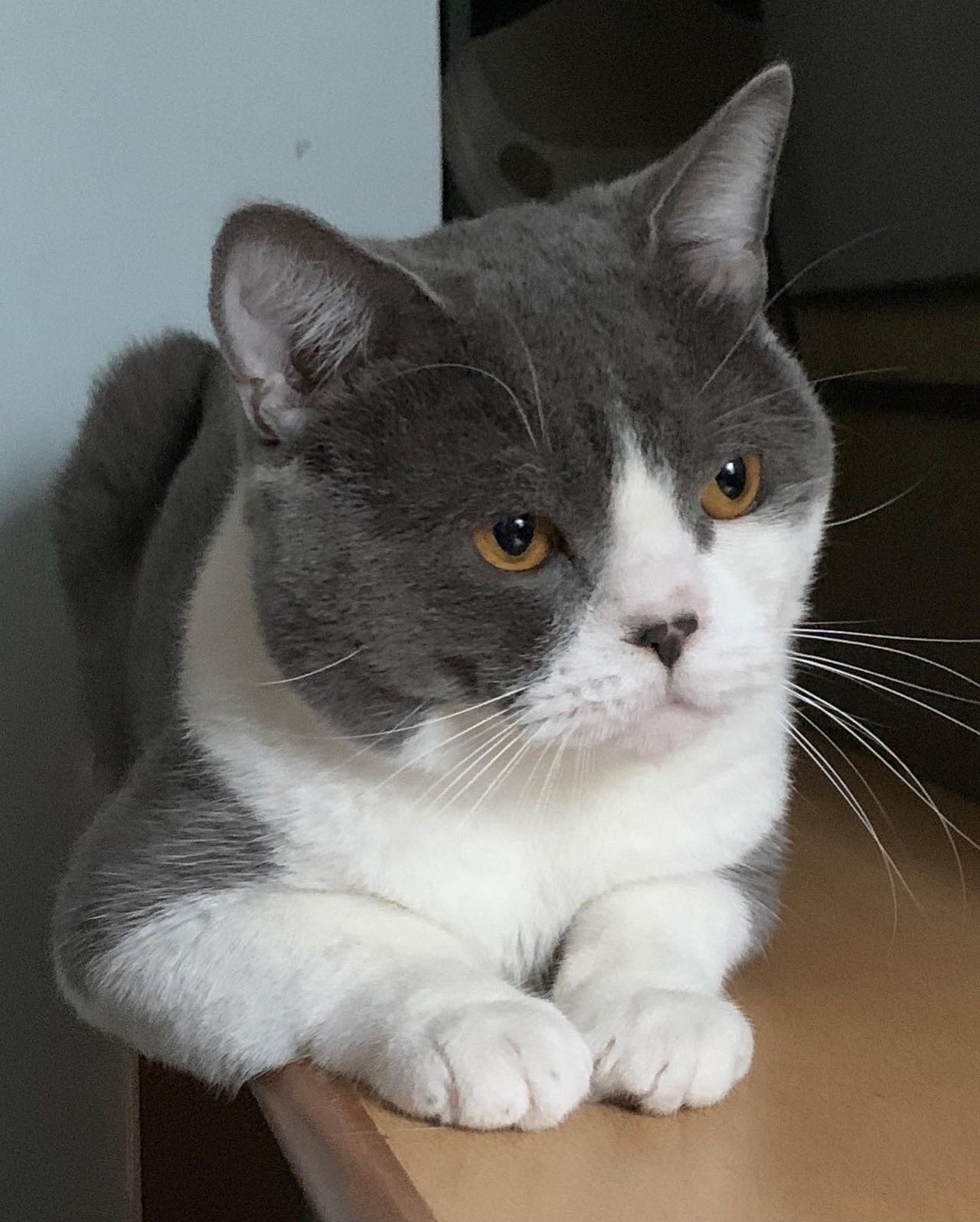 我家的小猫咪 暖男波