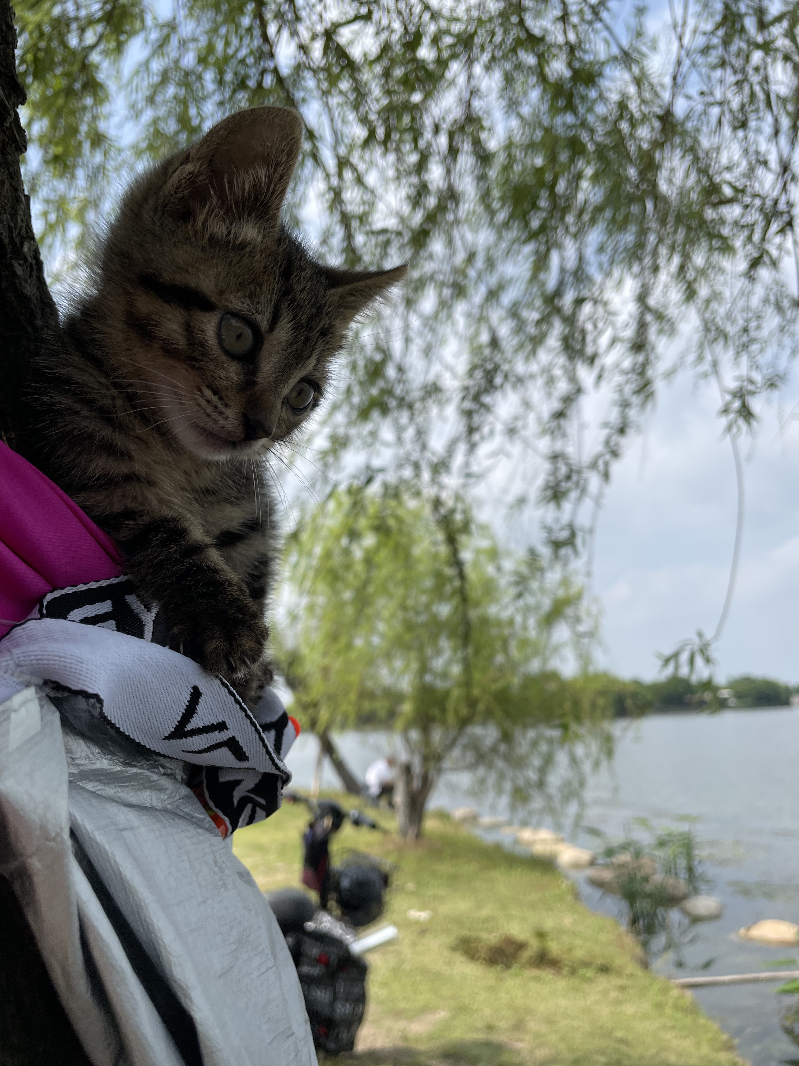 朱家角生活日常-疫情之下的放风_4