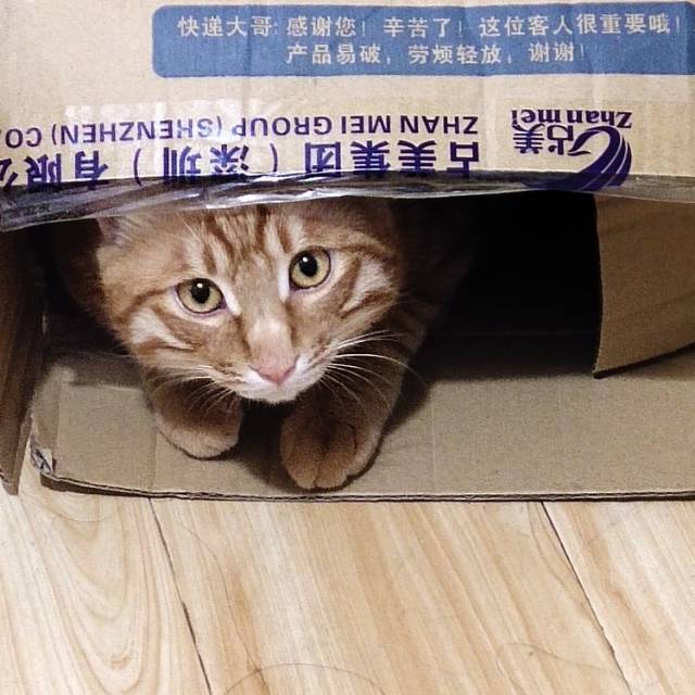 谁呢收留这位可怜的小猫咪和他的主银（在成都青羊）