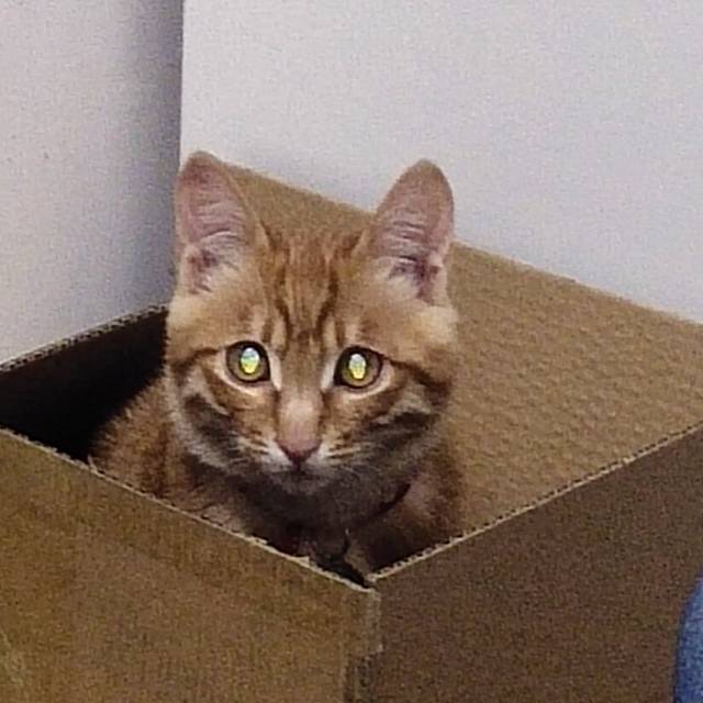 谁呢收留这位可怜的小猫咪和他的主银（在成都青羊）_2