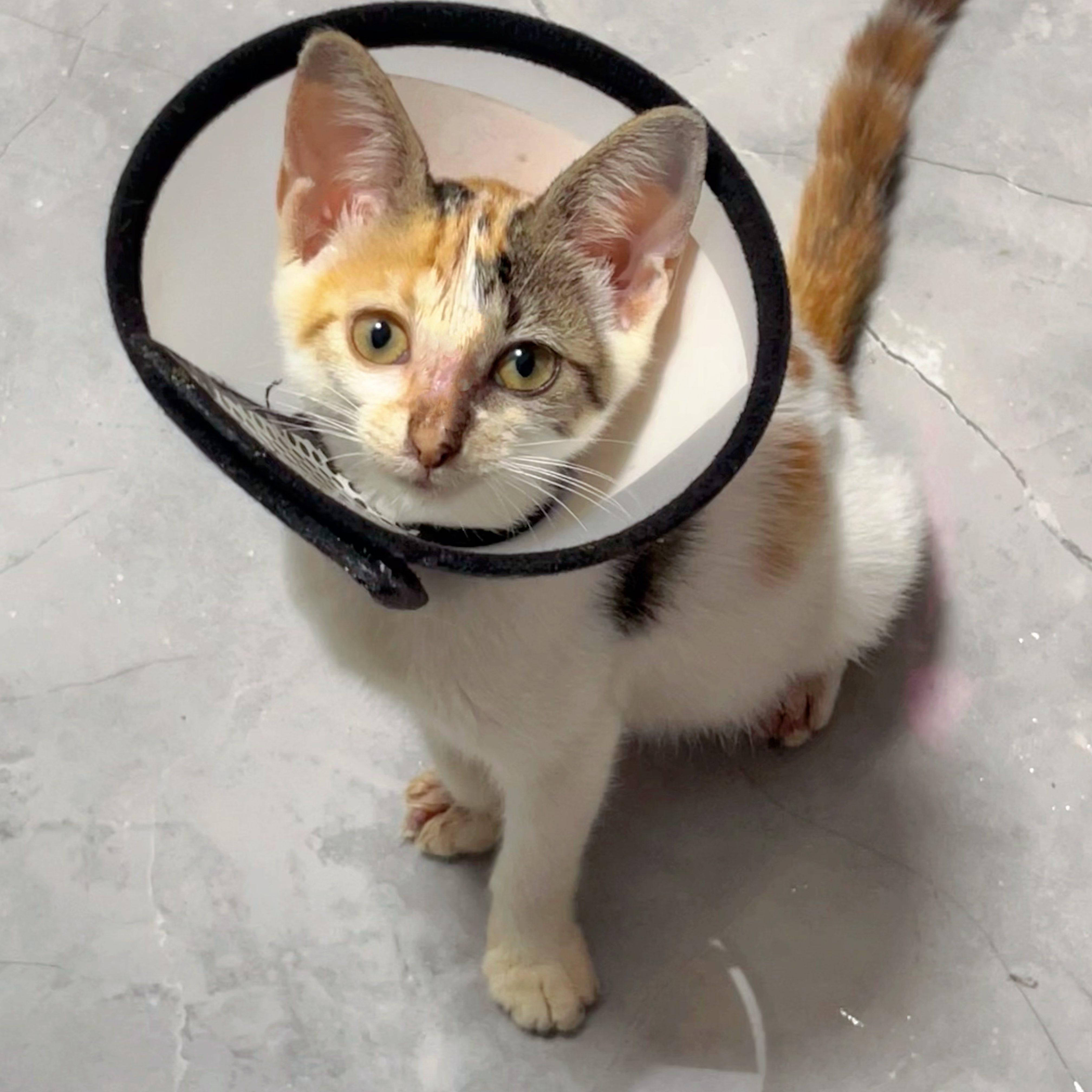 【上海无偿领养】2个月小三花妹妹，性格极好，送猫上门_0