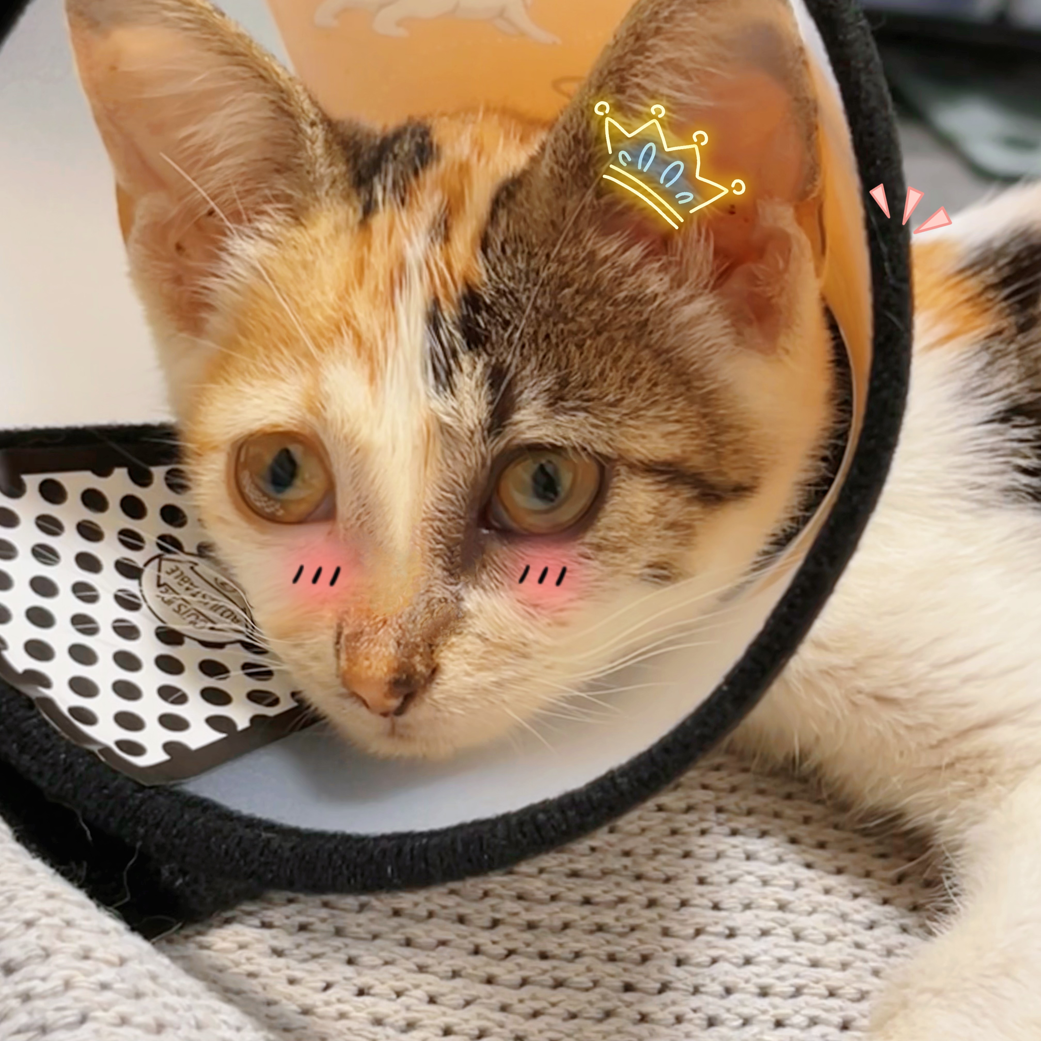 【上海无偿领养】2个月小三花妹妹，性格极好，送猫上门_2