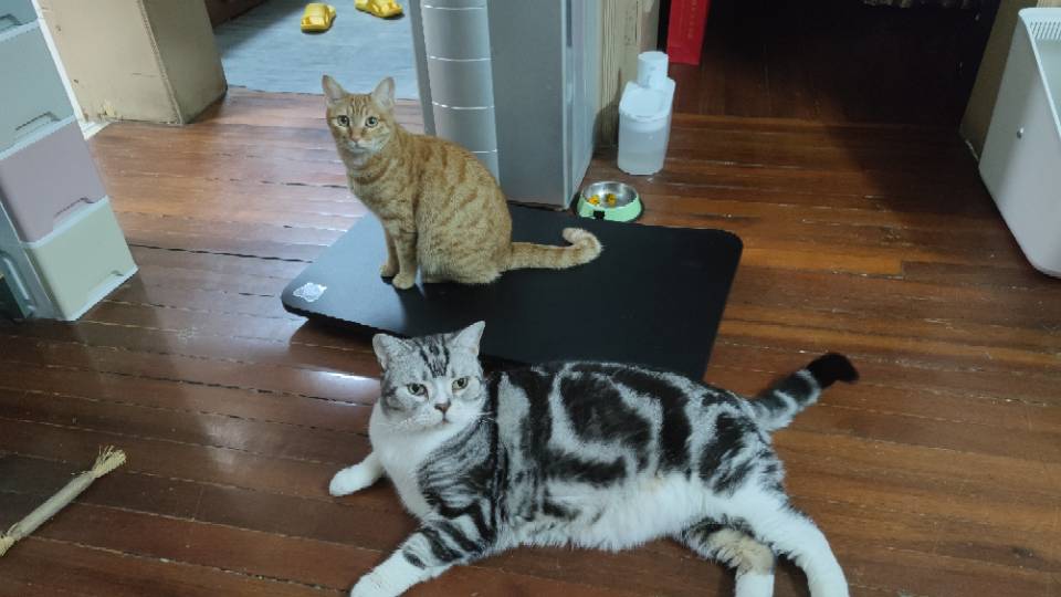 找个室友，喜欢游戏，喜欢猫猫_0