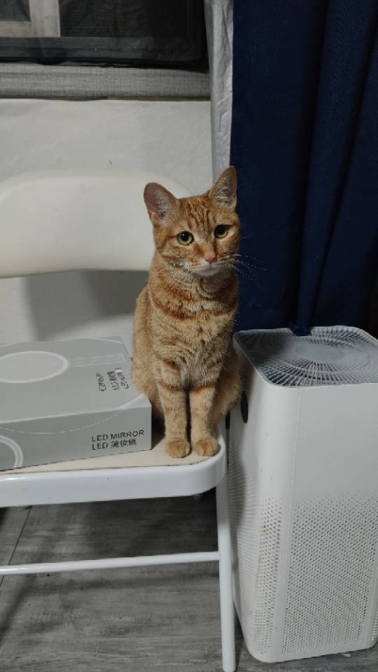 找个室友，喜欢游戏，喜欢猫猫_2