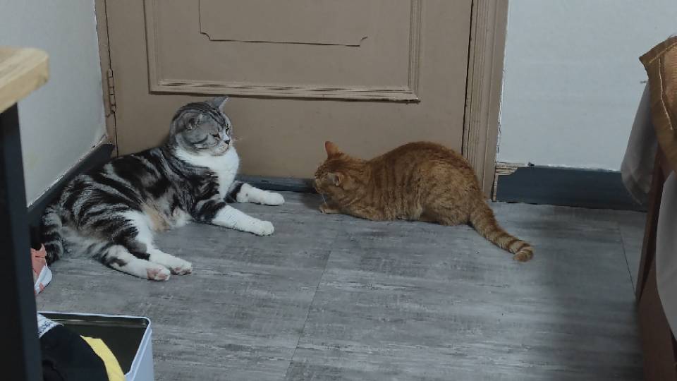 找个室友，喜欢游戏，喜欢猫猫_3