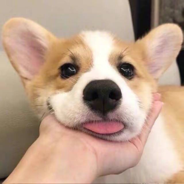 胡聪
