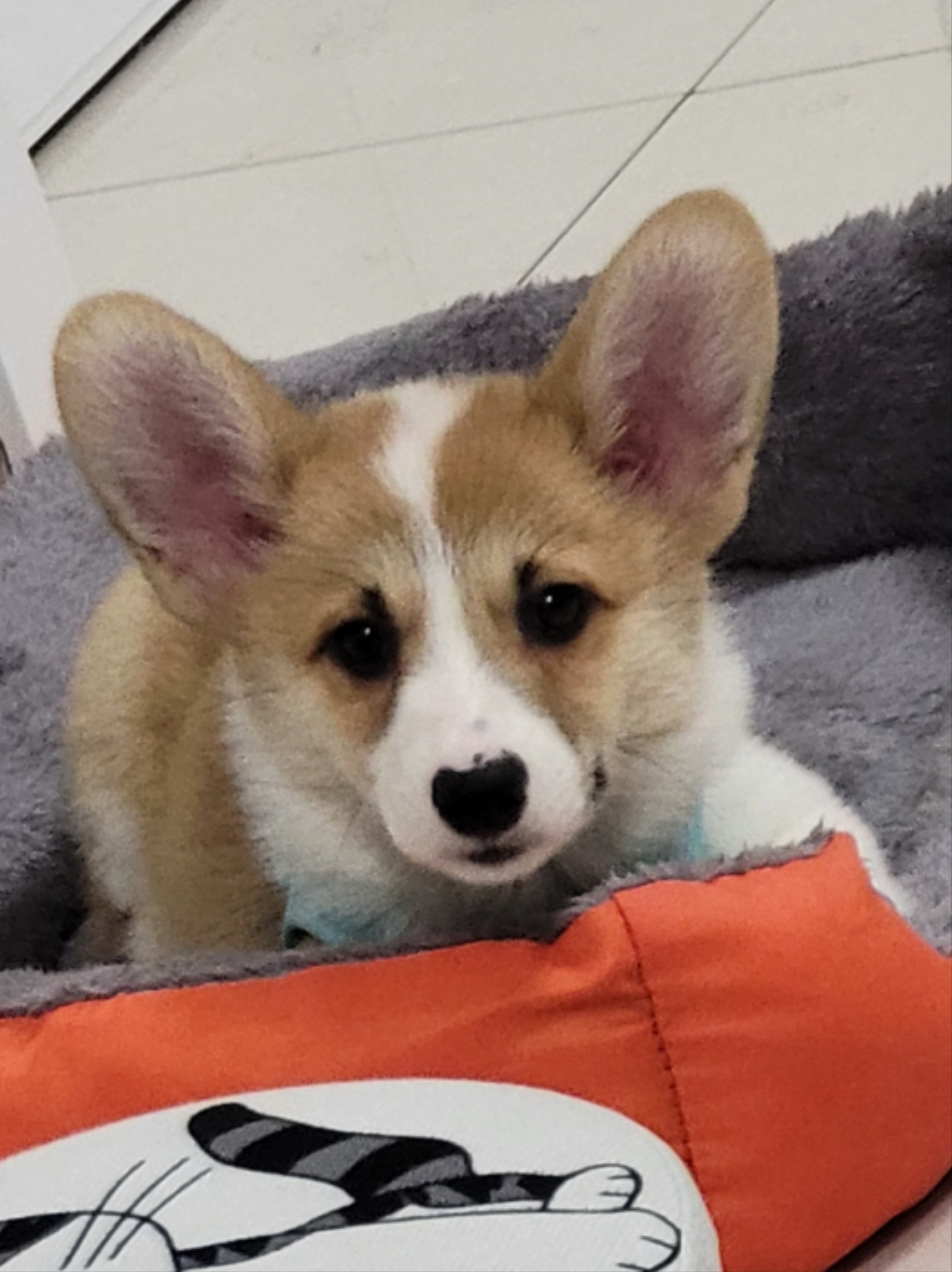 小蝴蝶