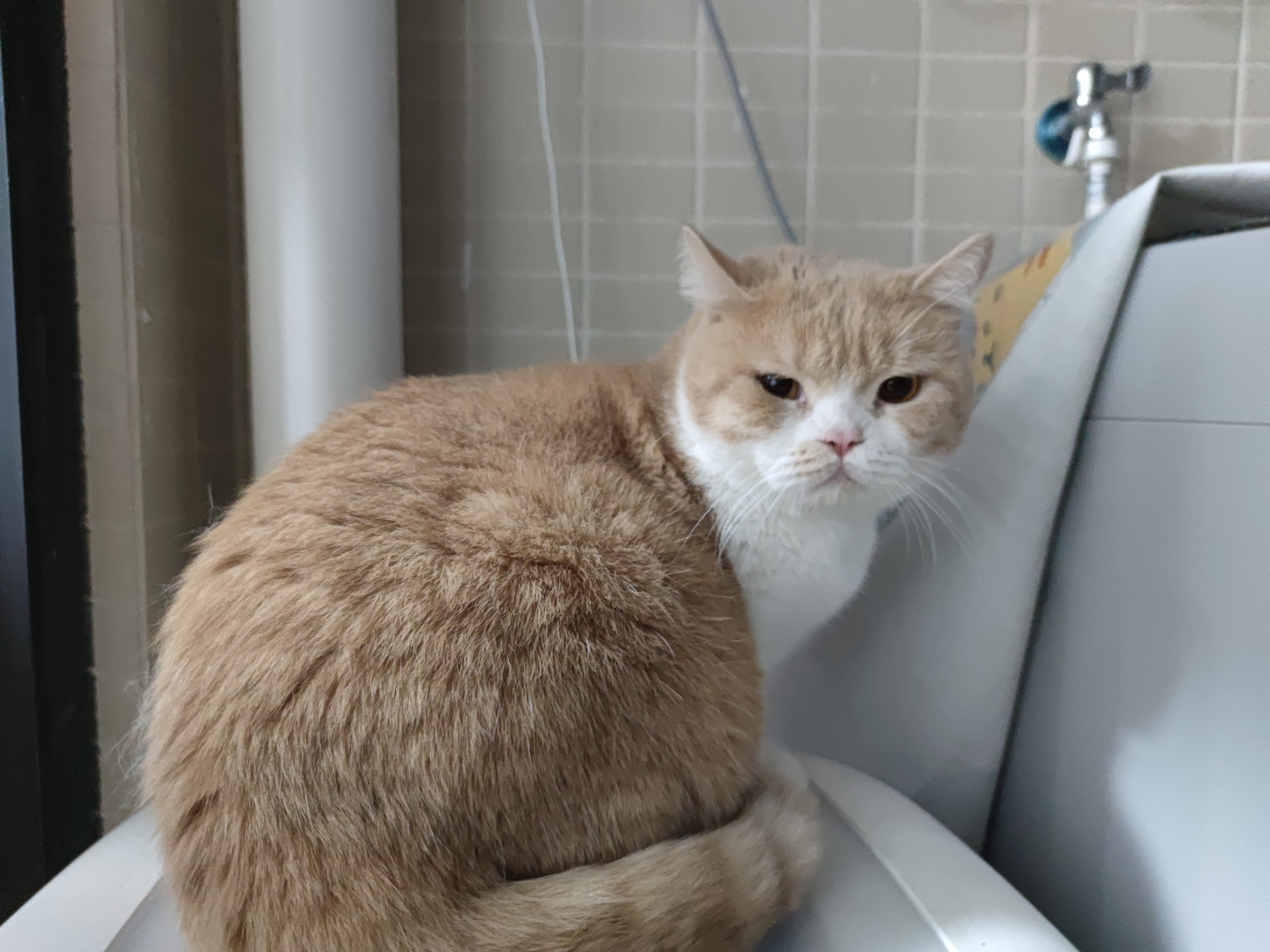 Lazy 猪