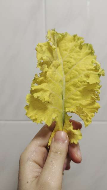豌豆