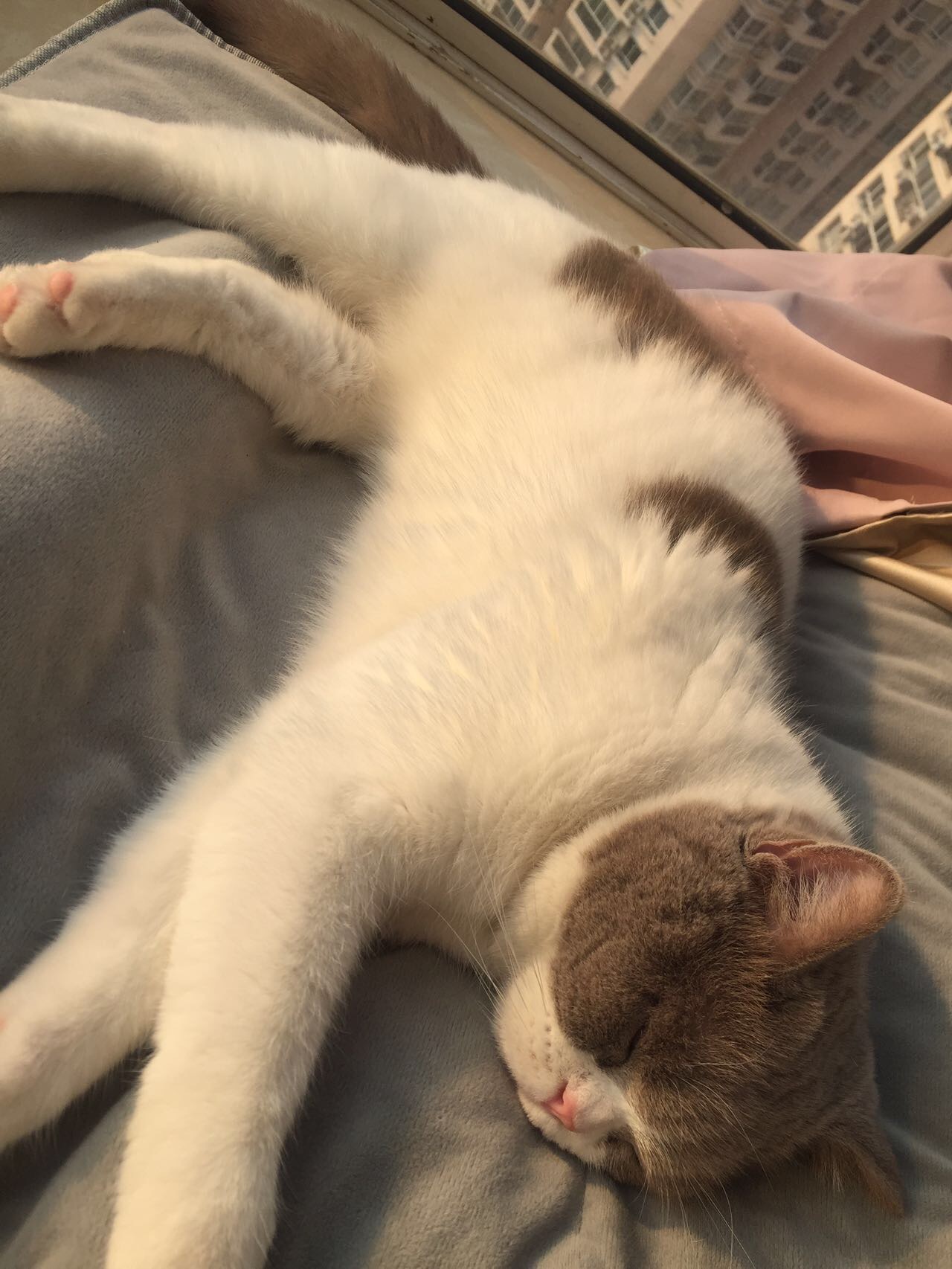 Fully eating then sl_1