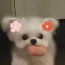 白茶