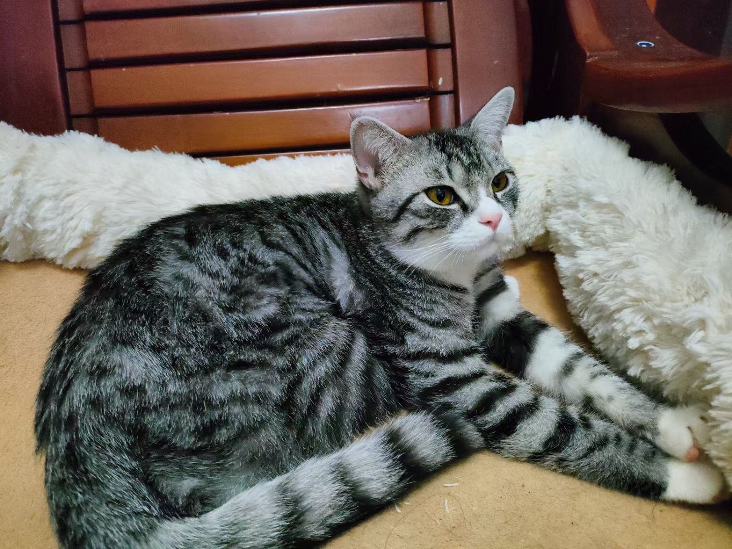 baby cat kitten free _0