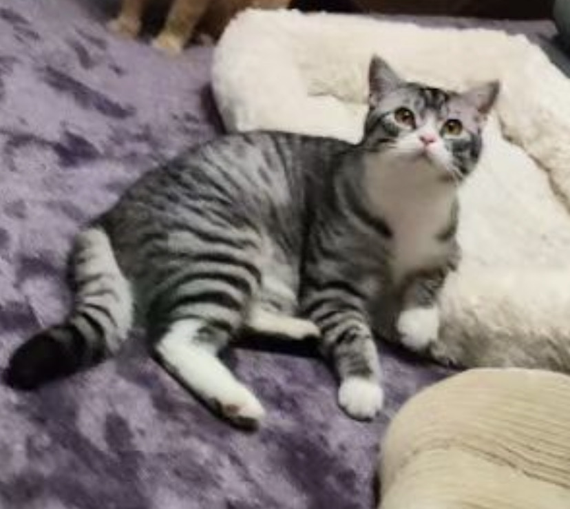 baby cat kitten free _1