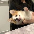 xu牛顿