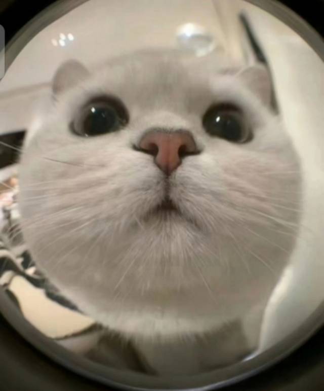 小鱼泡