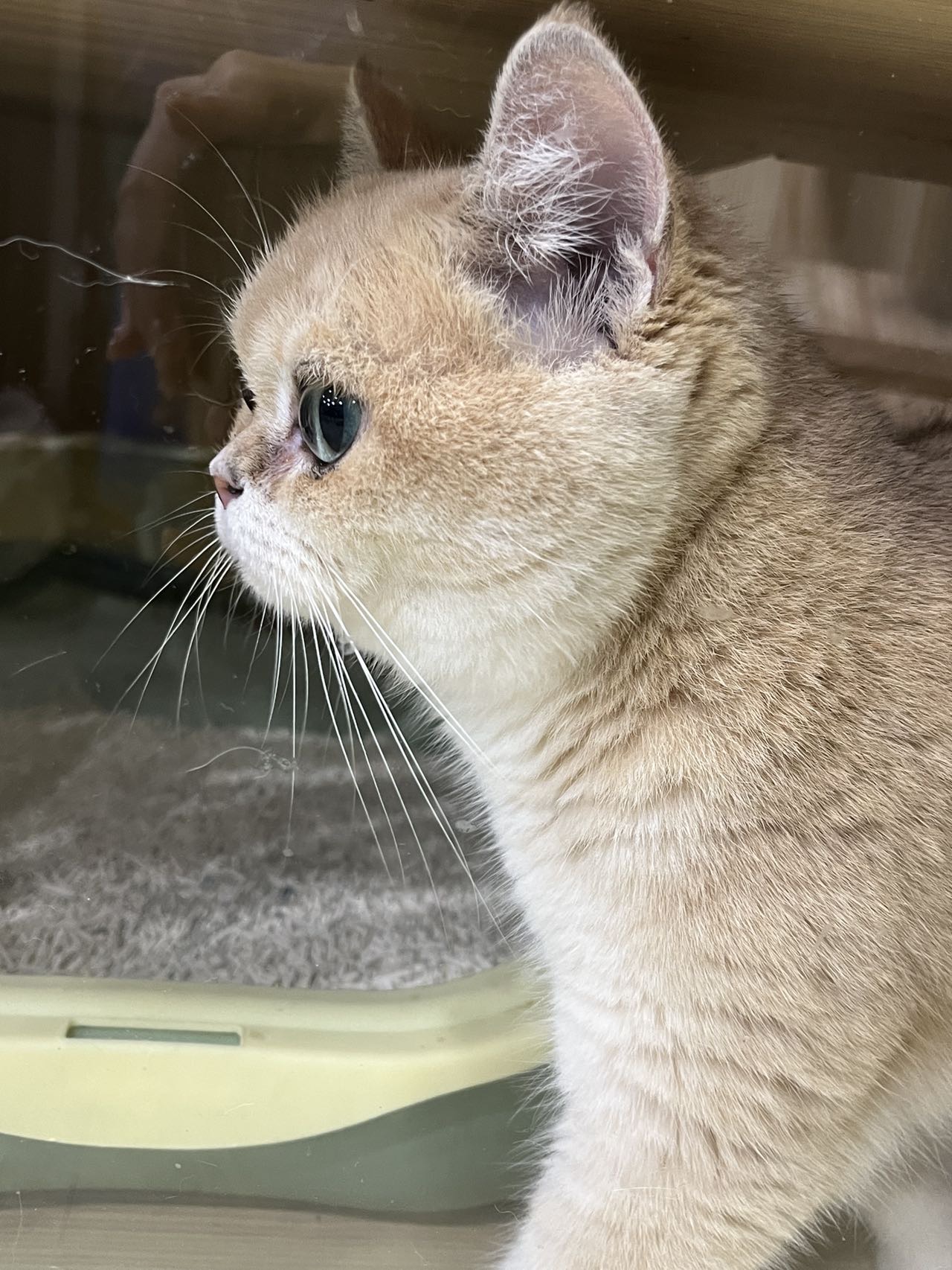 Hana