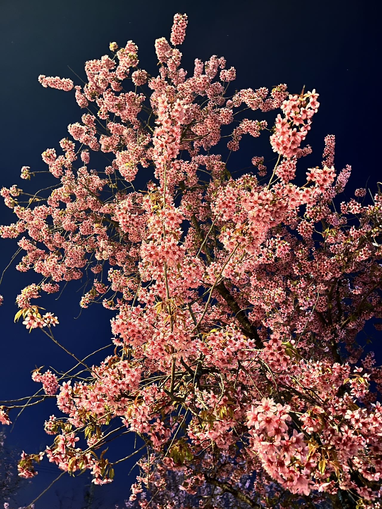 樱桃妮
